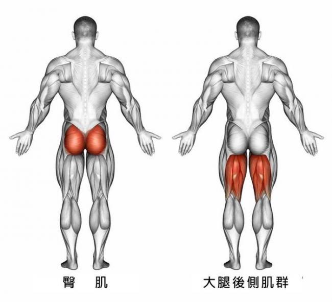 大腿後側膕旁肌與臀肌