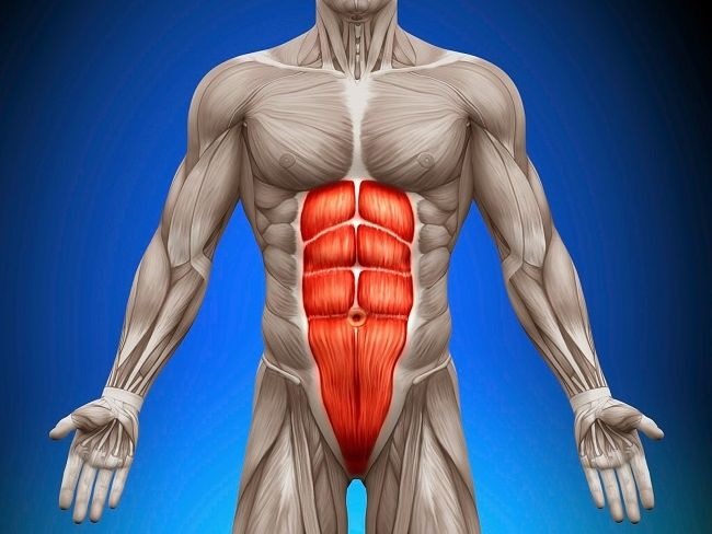 常說的六塊肌就是腹直肌Rectus abdominis